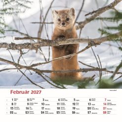 Nástenný kalendár Les a jeho príbehy 2027 – Obrázok 4