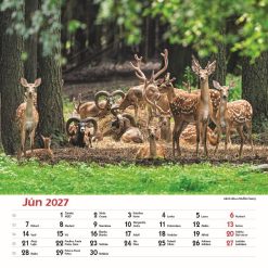 Nástenný kalendár Les a jeho príbehy 2027 – Obrázok 8