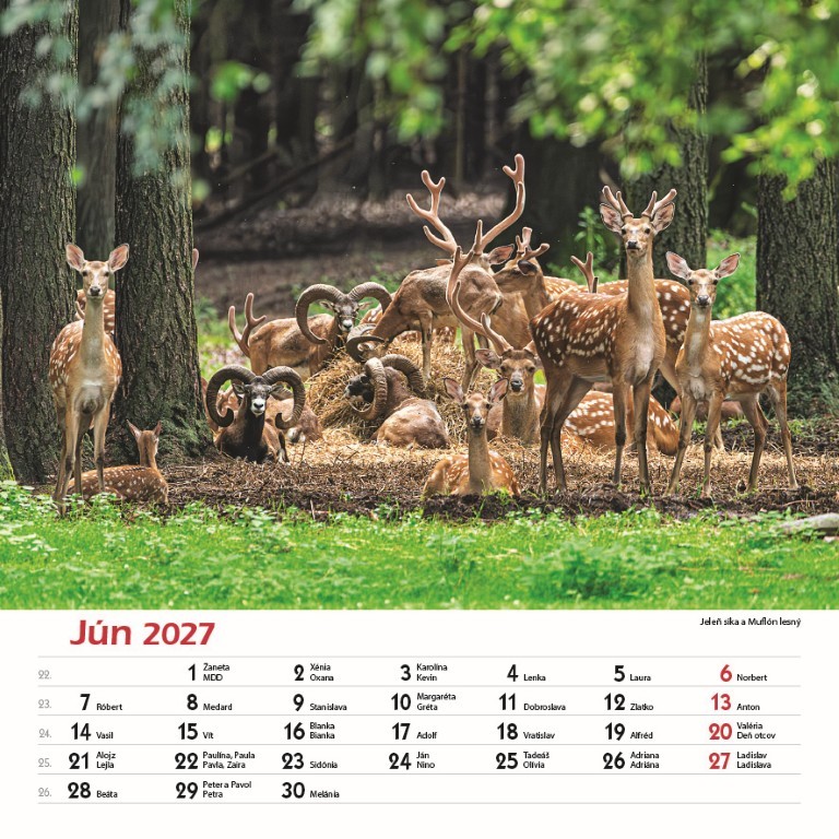 Nástenný kalendár Les a jeho príbehy 2027 – Obrázok 8