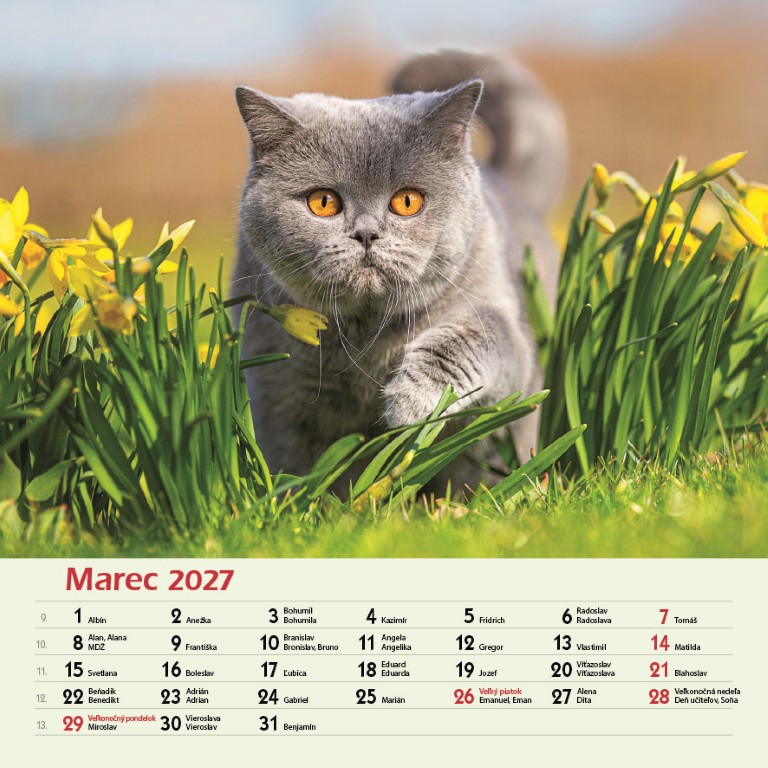 Nástenný kalendár Mačky 2027 – Obrázok 5