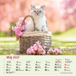 Nástenný kalendár Mačky 2027 – Obrázok 7