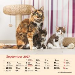 Nástenný kalendár Mačky 2027 – Obrázok 11