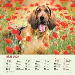 Nástenný kalendár Psy 2027 – Obrázok 7